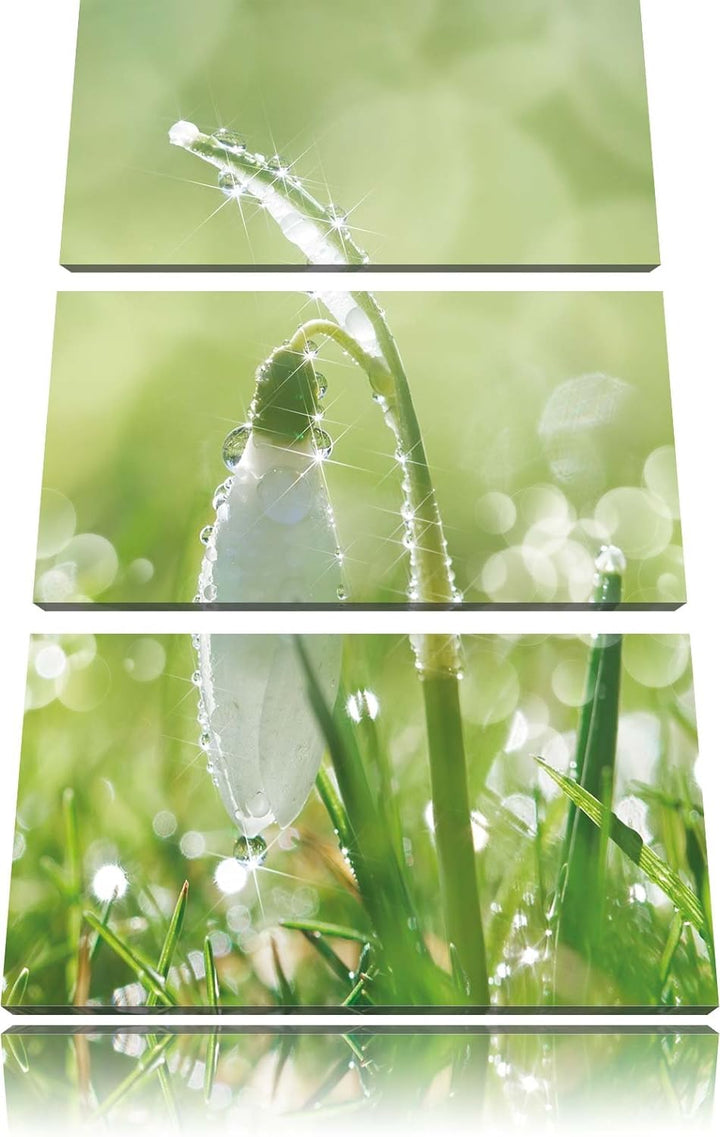 Pixxprint Schneeglöckchen auf Frühlingswiese als Leinwandbild/Grösse: 3 Teilig (120x80) cm/Wandbild/