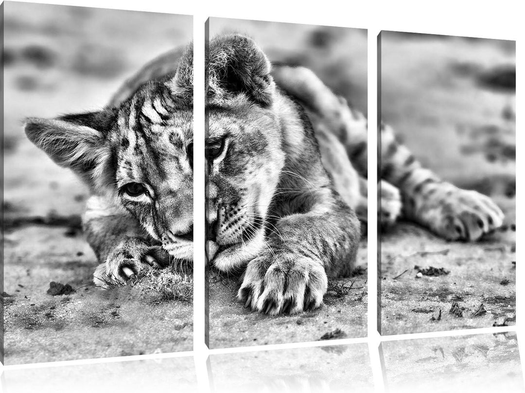 Pixxprint Löwenbaby spielt als Leinwandbild | Grösse: 3 Teilig (120x80) | Wandbild| Kunstdruck | fer