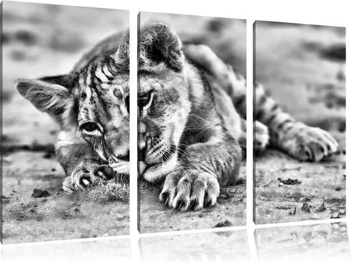 Pixxprint Löwenbaby spielt als Leinwandbild | Grösse: 3 Teilig (120x80) | Wandbild| Kunstdruck | fer