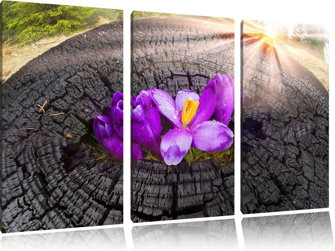 Pixxprint Die Kraft der Natur als Leinwandbild - Grösse: 3-Teilig (120x80cm) - Wandbild - Kunstdruck