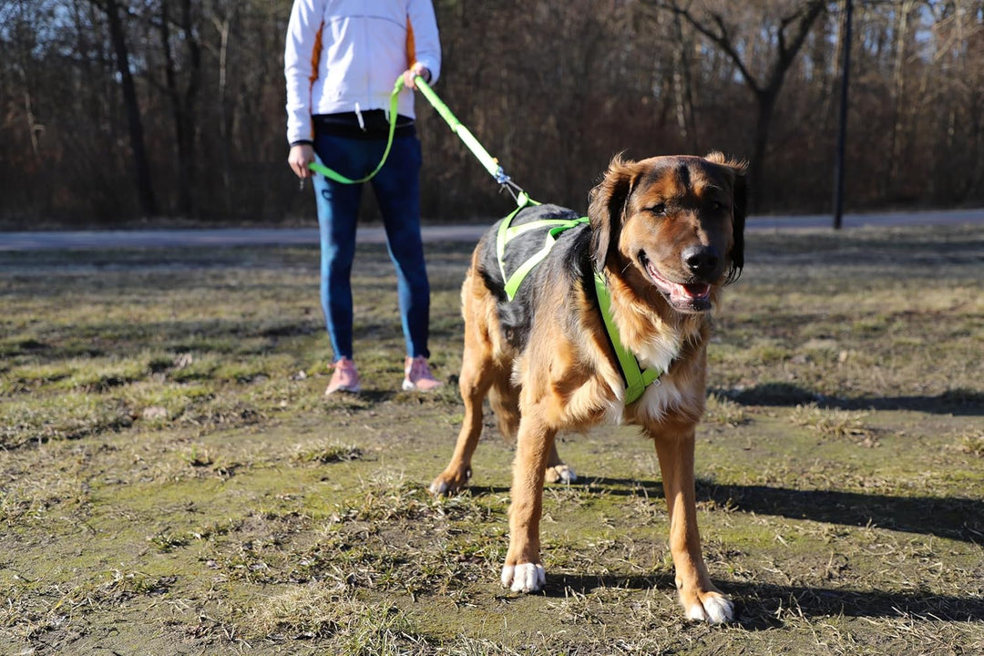 Dingo Hundegeschirre Sled Farbe Grün Zuggeschirr Canicross Bike-Ski-Jöring Training Dogtrekking Gros