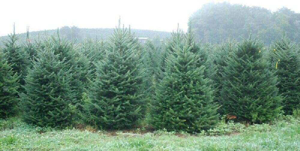 Echter Weihnachtsbaum - Nordmanntanne - frisch geschlagen Christbaum Tannenbaum (Tanne, 80-100 cm)