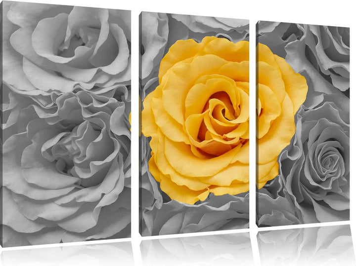Pixxprint gelbe Rose im Rosenmeer als Leinwandbild | Grösse: 3 Teilig (120x80) | Wandbild| Kunstdruc