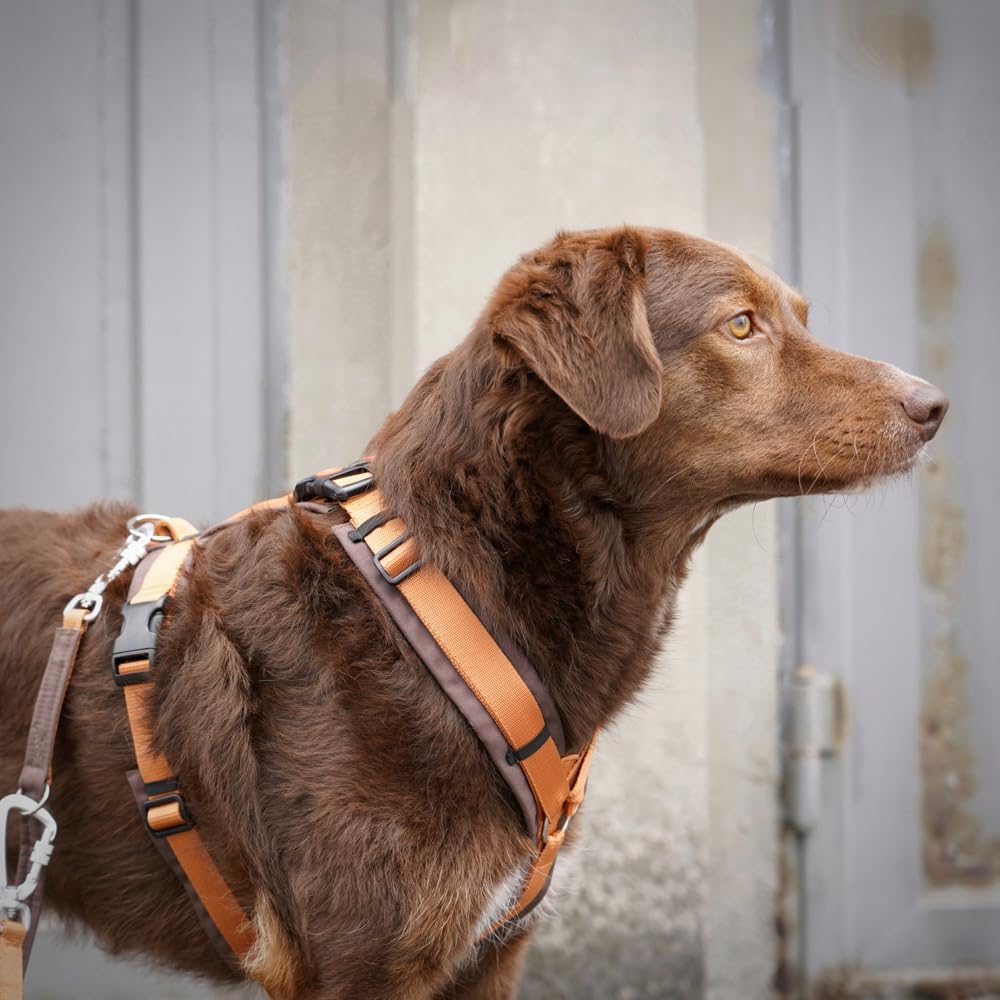 Anny-X Brustgeschirr Open Fun | Hundegeschirr für Sensible Hunde | Farbe Braun-Bernstein | Gr. M (Br