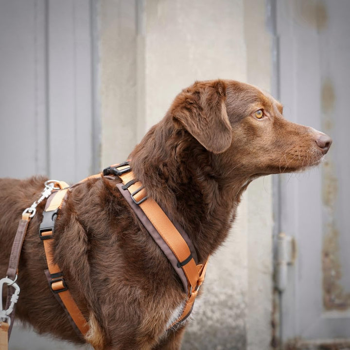 Anny-X Brustgeschirr Open Fun | Hundegeschirr für Sensible Hunde | Farbe Braun-Bernstein | Gr. S (Br