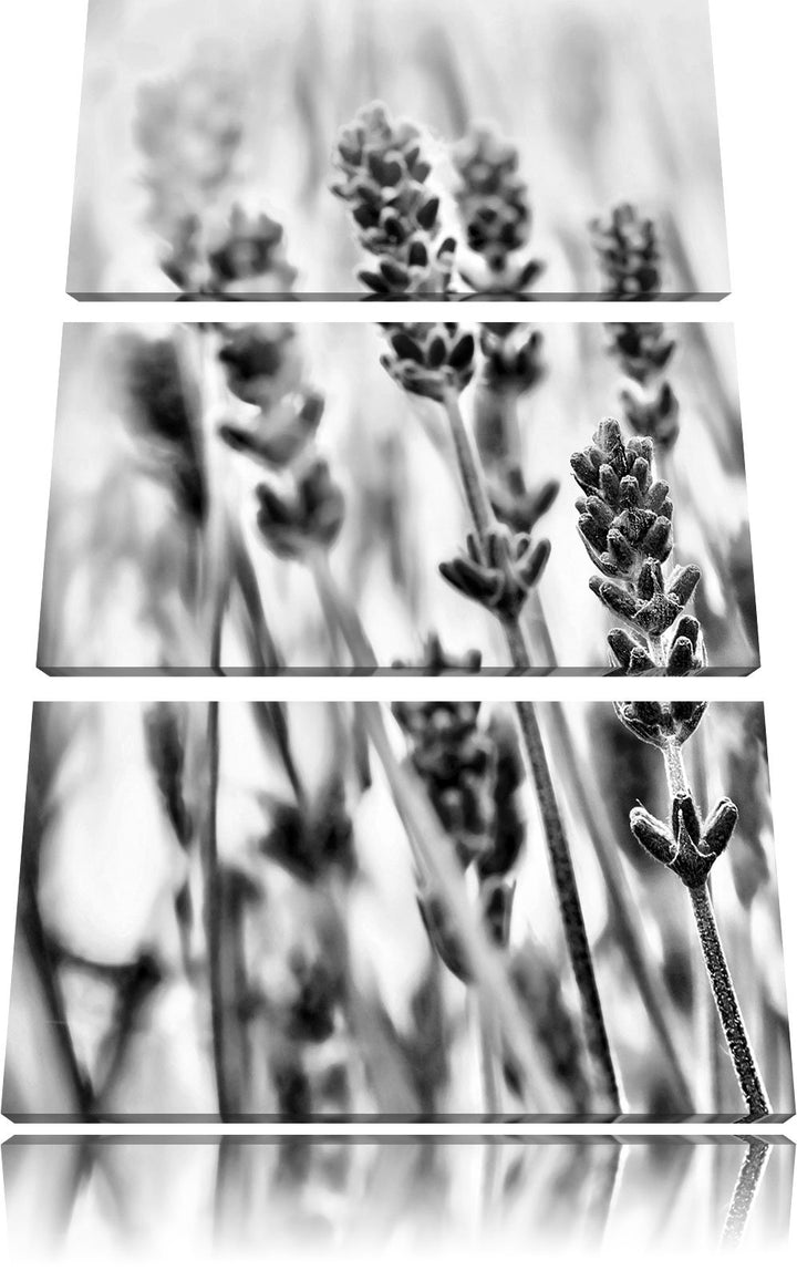 Pixxprint Lavendel als Leinwandbild/Grösse: 3 Teilig (120x80) cm/Wandbild/Kunstdruck/fertig bespannt