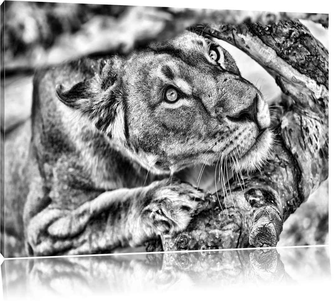 Pixxprint anpirschende Löwin als Leinwandbild/Grösse: 100x70 cm/Wandbild/Kunstdruck/fertig bespannt,