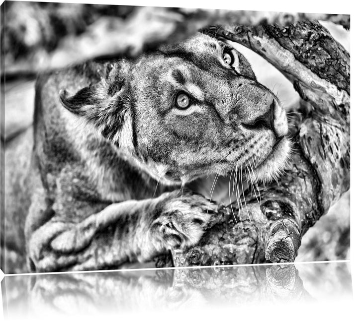 Pixxprint anpirschende Löwin als Leinwandbild/Grösse: 100x70 cm/Wandbild/Kunstdruck/fertig bespannt,