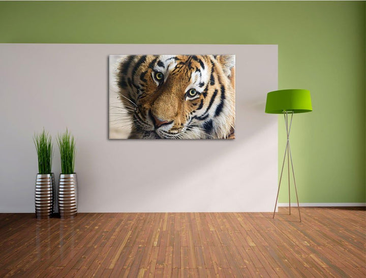 Pixxprint bildschöner Tiger auf Leinwand, XXL riesige Bilder fertig gerahmt mit Keilrahmen, Kunstdru