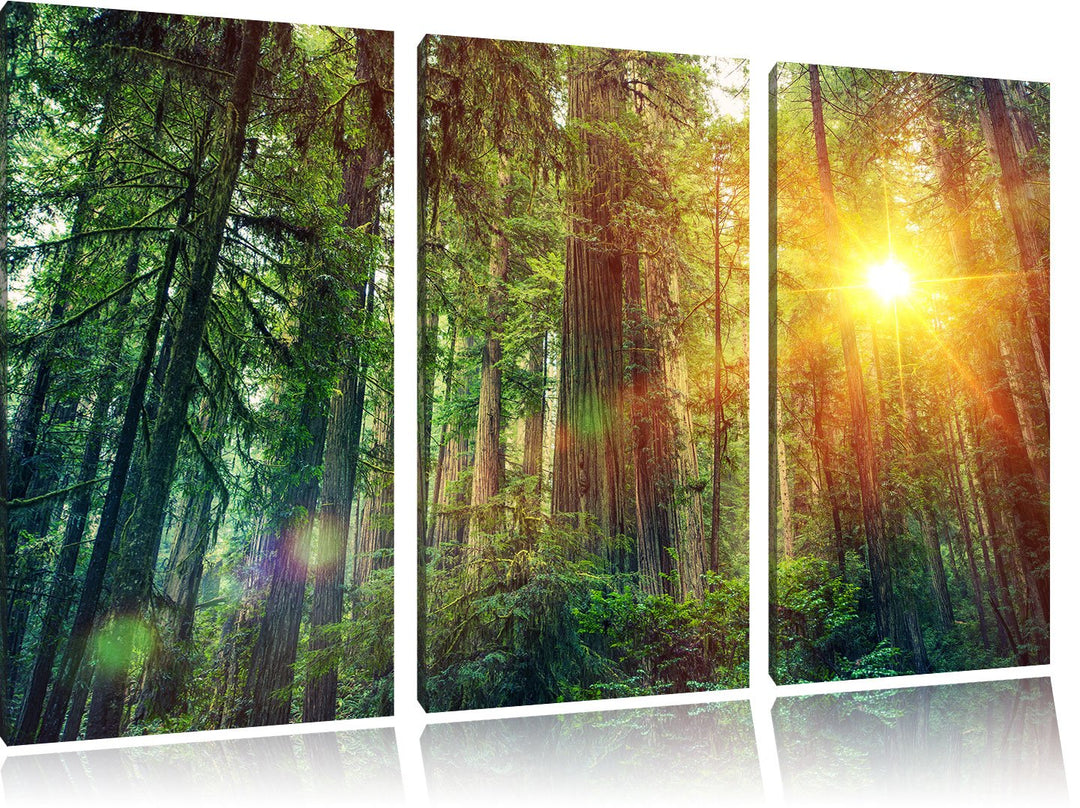 Pixxprint Wald bei Sonnenlicht / 3-Teilig/Gesamtmass 120cm Leinwandbild bespannt auf Holzrahmen/Wand