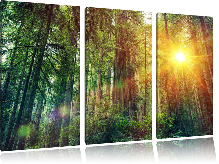 Pixxprint Wald bei Sonnenlicht / 3-Teilig/Gesamtmass 120cm Leinwandbild bespannt auf Holzrahmen/Wand