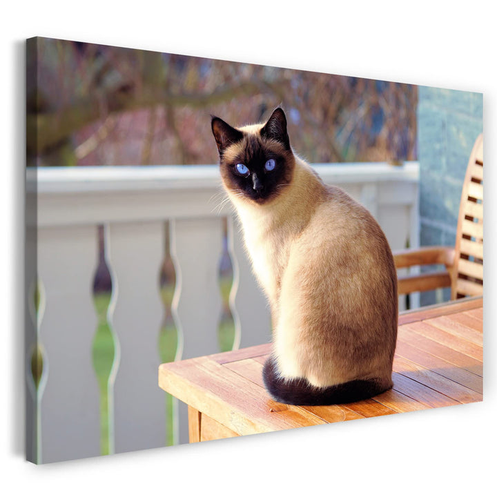 Printed Paintings Leinwand (80x60cm): Siamkatze auf Tisch Katzenbilder Katzen 80x60 cm, 80x60 cm