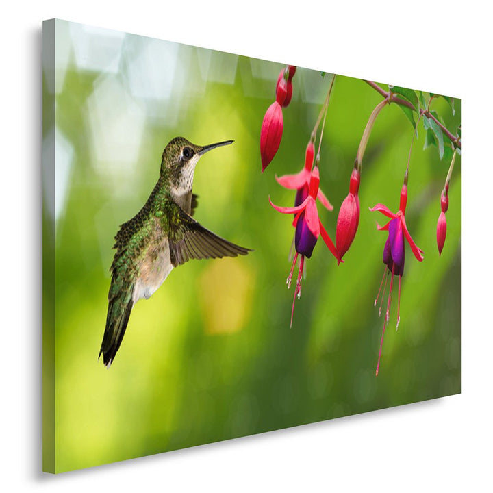 Feeby Frames, Leinwandbild, Bilder, Wand Bild, Wandbilder, Kunstdruck 50x70cm, VOGEL, KOLIBRI, TIERE