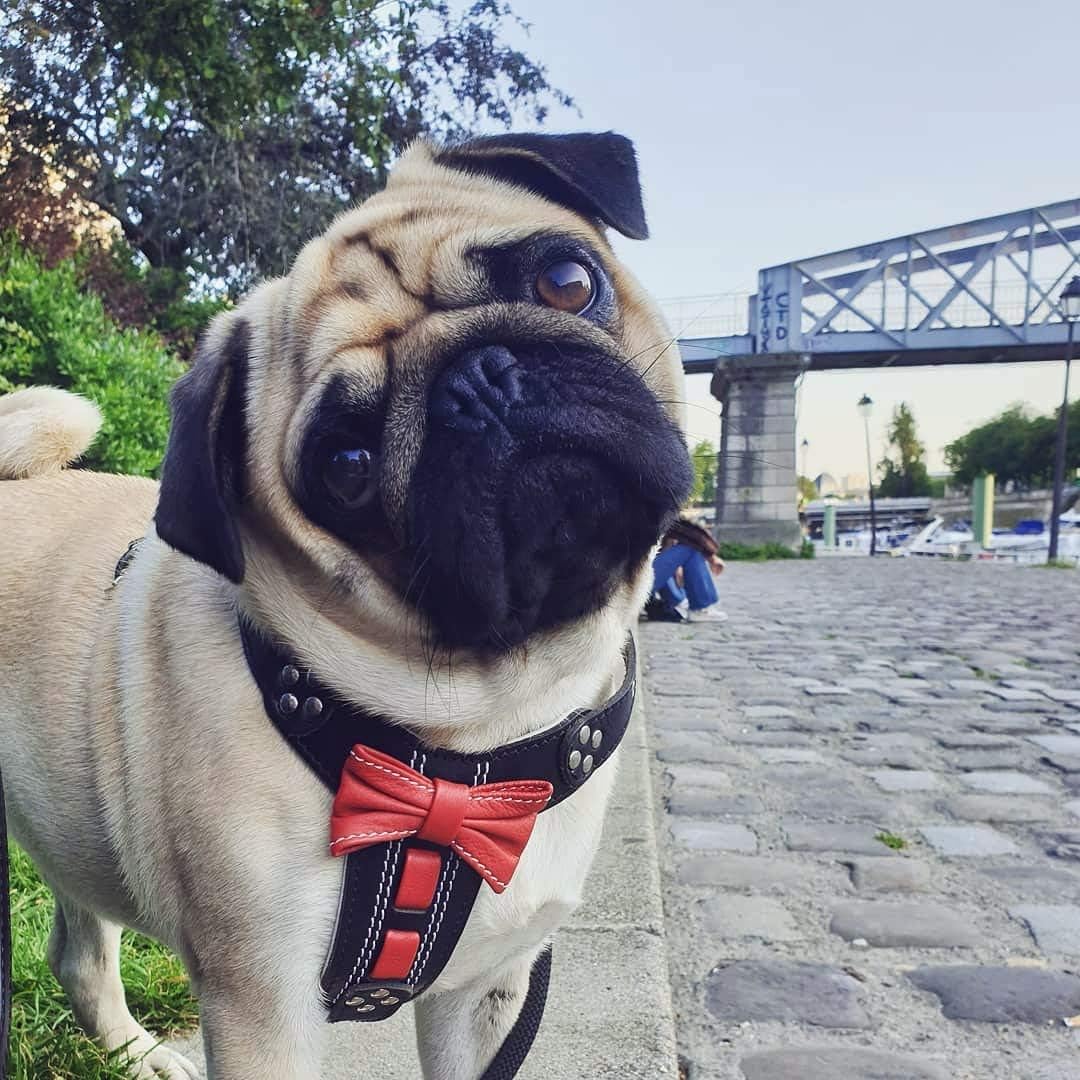Bestia |Bowtie| Leder Brustgeschirr für Kleine bis Mittelgrosse Hunde. 100% Leder. Handgefertigt. To