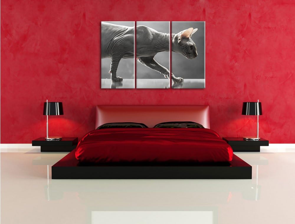 Pixxprint Einzigartige Sphynx Katze 3-Teiler Leinwandbild 120x80 Bild auf Leinwand