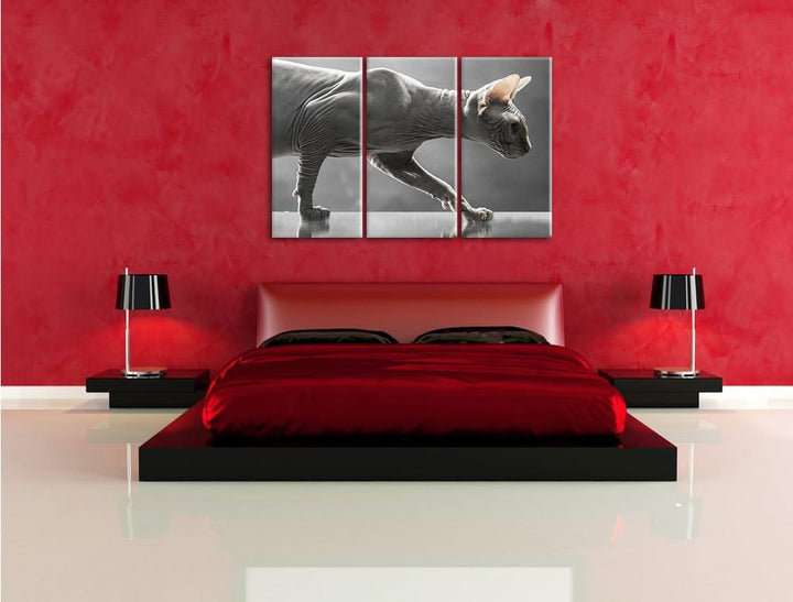 Pixxprint Einzigartige Sphynx Katze 3-Teiler Leinwandbild 120x80 Bild auf Leinwand