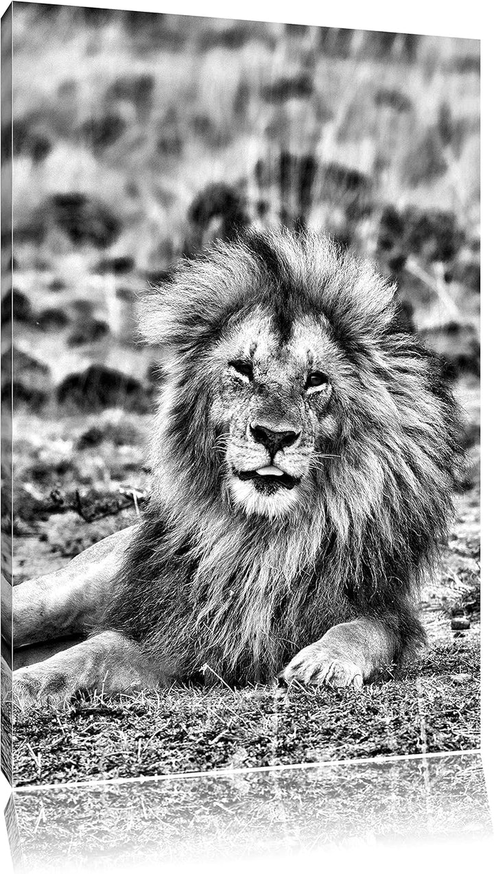 Pixxprint prächtige Löwe in der Savanne als Leinwandbild | Grösse: 100x70 cm | Wandbild | Kunstdruck