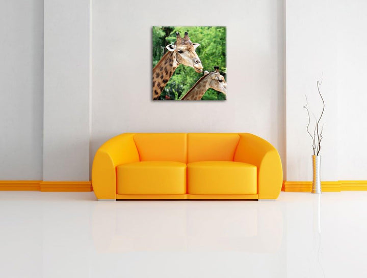 Pixxprint Giraffen, Format: 70x70 auf Leinwand, XXL riesige Bilder fertig gerahmt mit Keilrahmen, Ku