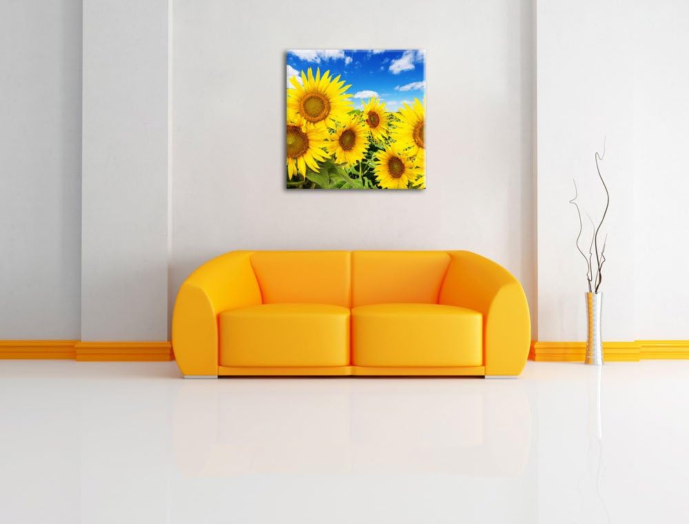 Pixxprint Sonnenblumenwiese unter blauem Himmel, Format: 70x70 auf Leinwand, 70x70