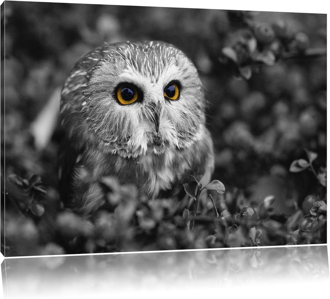 junger Kauz im Vogelbeerstrauch schwarz/weiss Format: 100x70 auf Leinwand, XXL riesige Bilder fertig