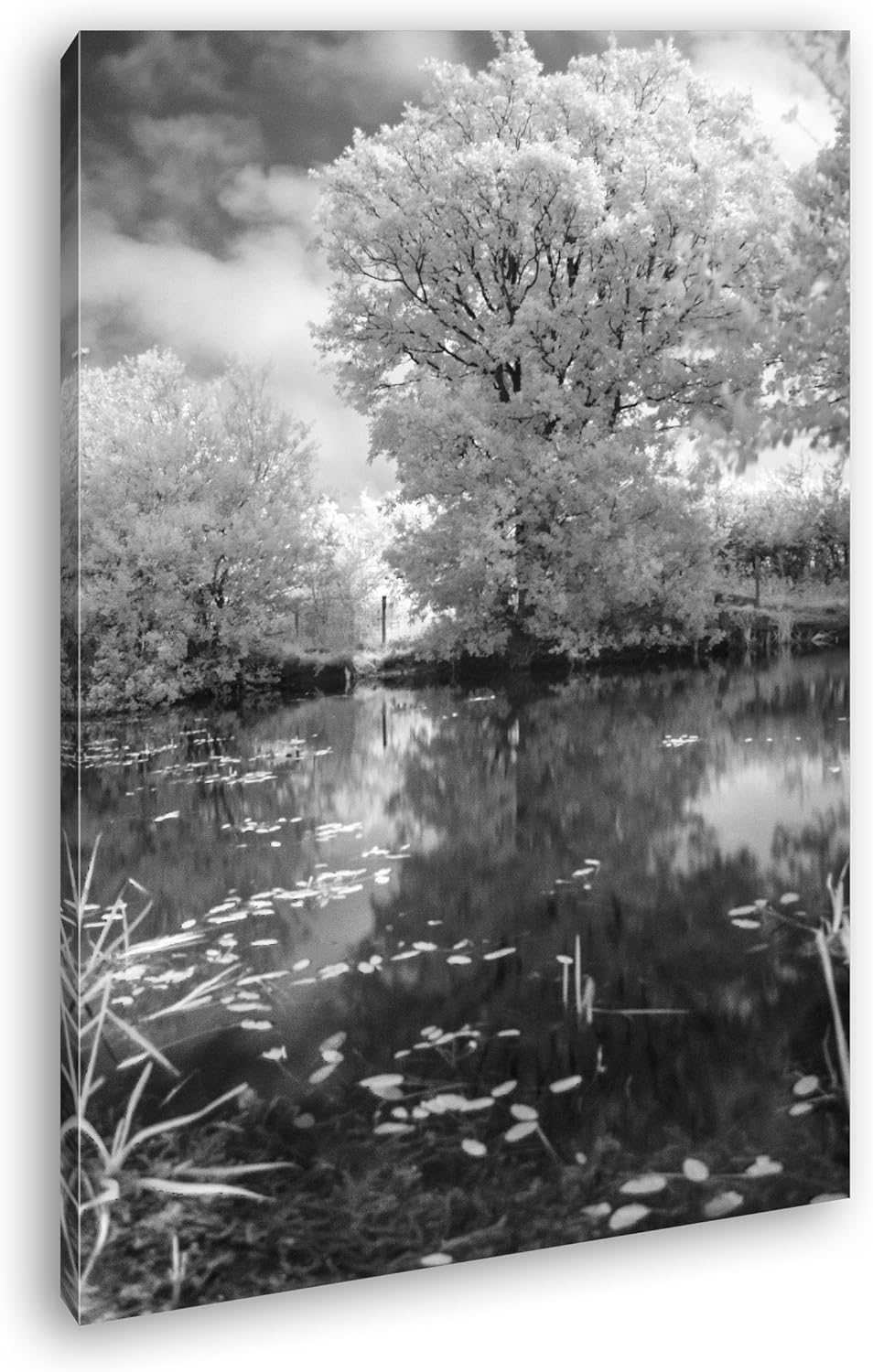 atemberaubender Baum in der Natur Effekt: Schwarz/Weiss im Format: 80x60 als Leinwandbild, Motiv fer