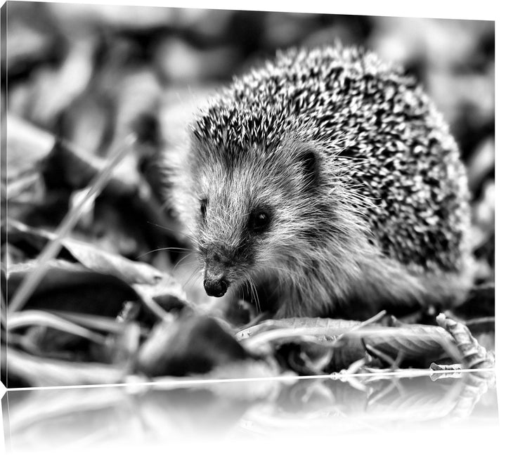 Monocrome, Kleiner Igel, Format: 100x70 auf Leinwand, XXL riesige Bilder fertig gerahmt mit Keilrahm