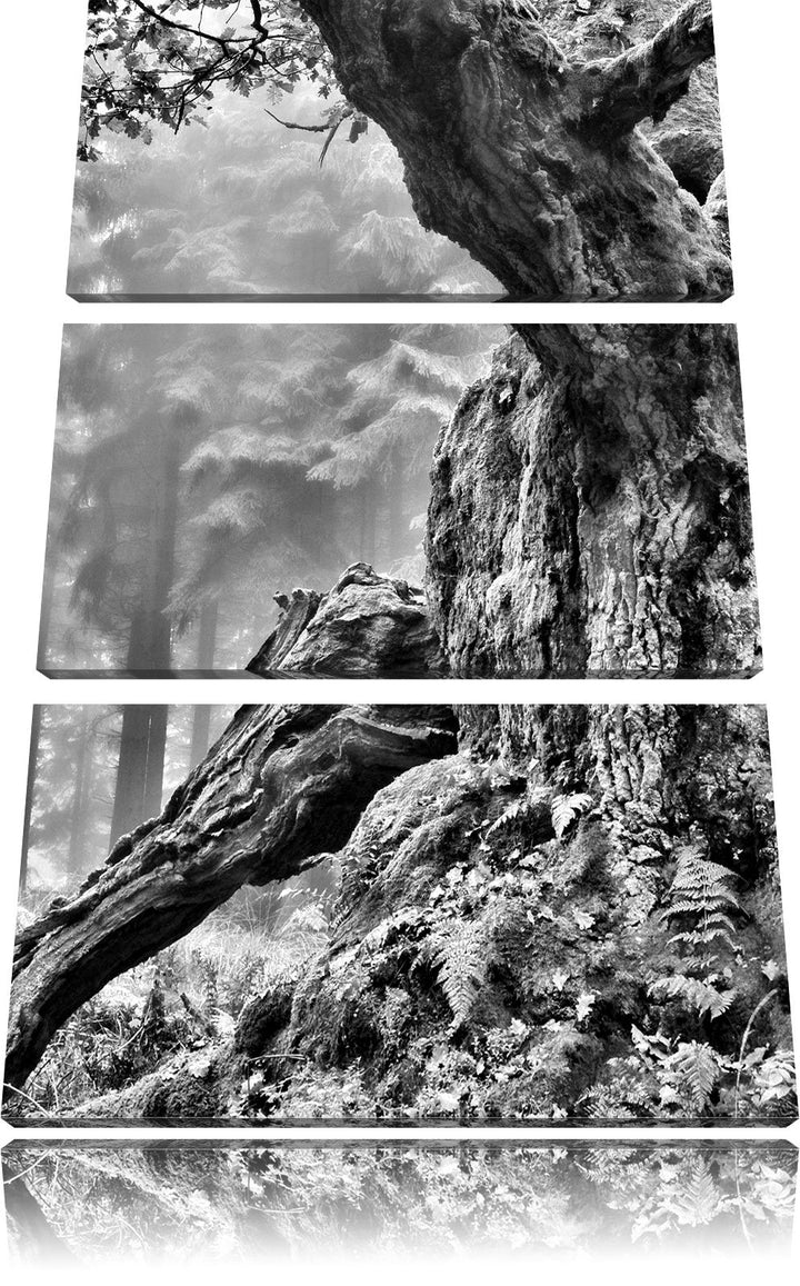 Pixxprint Dicker Baum im Wald im Moos als Leinwandbild/Grösse: 3 Teilig (120x80) cm/Wandbild/Kunstdr