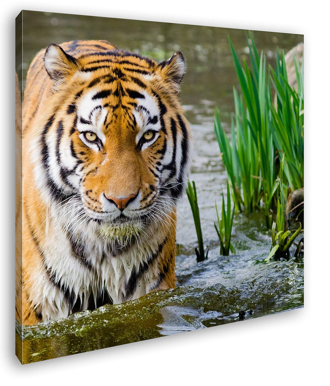 deyoli anmutiger Tiger im Wasser Format: 70x70 als Leinwandbild, Motiv fertig gerahmt auf Echtholzra