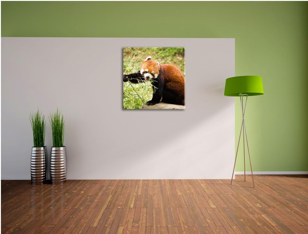 Niedlicher roter Panda, Format: 70x70 auf Leinwand, XXL riesige Bilder fertig gerahmt mit Keilrahmen