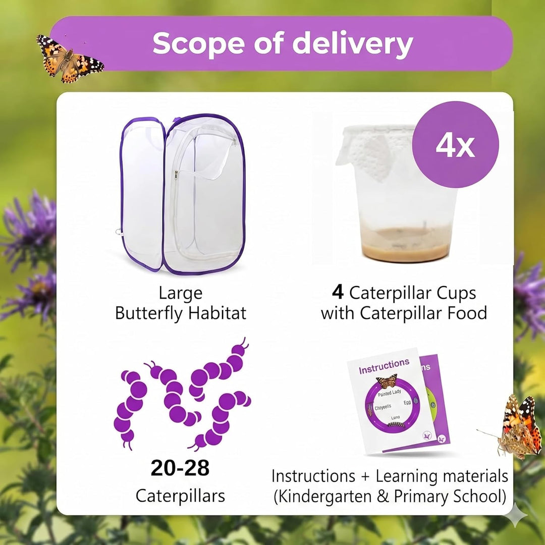 Schmetterlingszucht-Set für Kinder/Erwachsene | Schmetterlinge züchten [Erfolgsgarantie] | Heimische