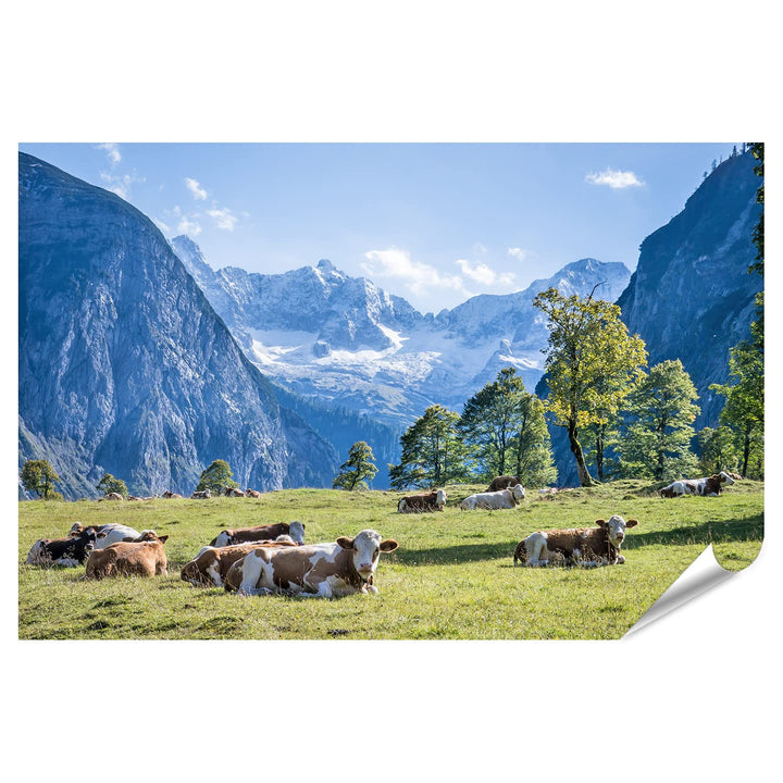 islandburner XXL Bild Poster Kühe Auf Wiese In Den Bergen Alpen Kuhwiese Premium Bilder Fotodruck Po