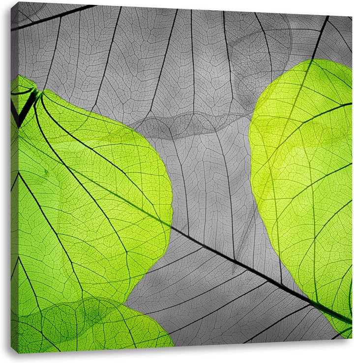 Pixxprint schöne zarte Blätter als Leinwandbild Quadratisch/Grösse: 70x70 / Wandbild/Kunstdruck/fert