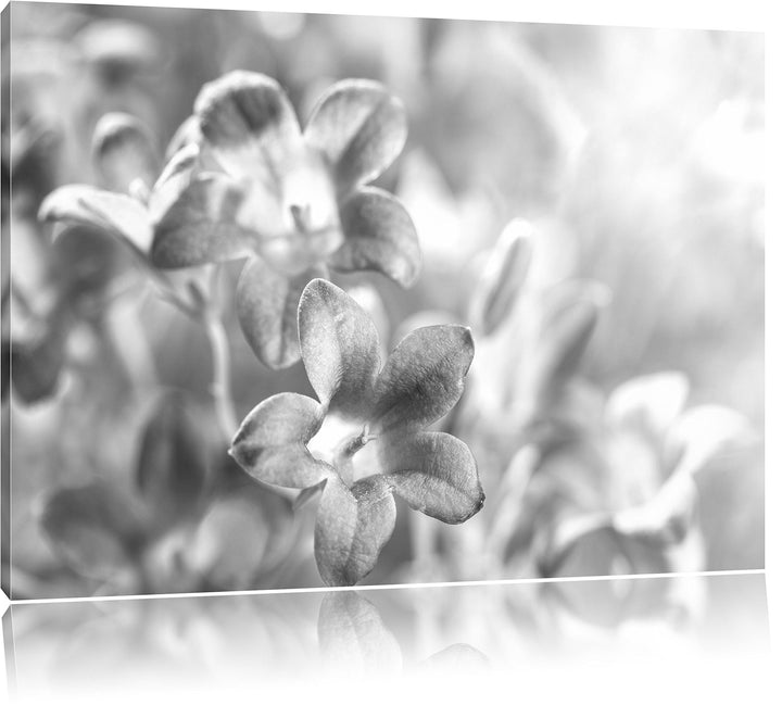 Pixxprint Lilane Lavendelblumen Kunst B&W als Leinwandbild/Grösse: 100x70 / Wandbild/Kunstdruck/fert