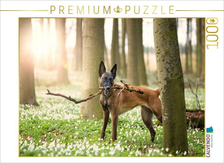 CALVENDO Puzzle Malinois - Belgische Energiebündel 1000 Teile Lege-Grösse 64 x 48 cm Foto-Puzzle Bil