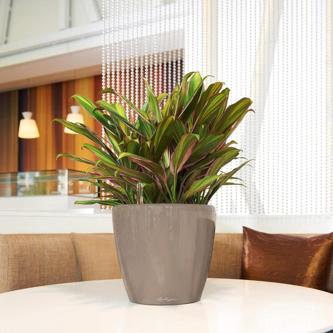 LECHUZA CLASSICO Premium LS 28 taupe hochglanz 16045 28.5x28.5x26 cm Taupe Hochglanz Einzel, 28.5x28