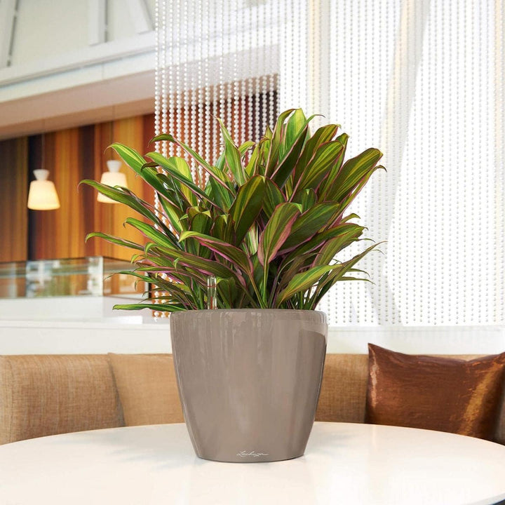 LECHUZA CLASSICO Premium LS 28 taupe hochglanz 16045 28.5x28.5x26 cm Taupe Hochglanz Einzel, 28.5x28