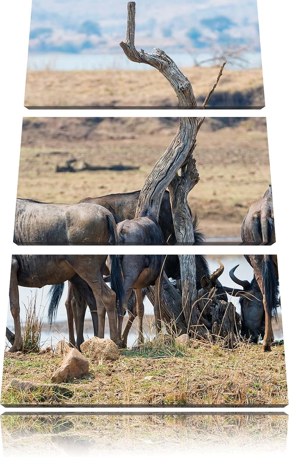 Pixxprint Kaffernbüffelherde in Savanne 3-Teiler Leinwandbild 120x80 Bild auf Leinwand, riesige Bild