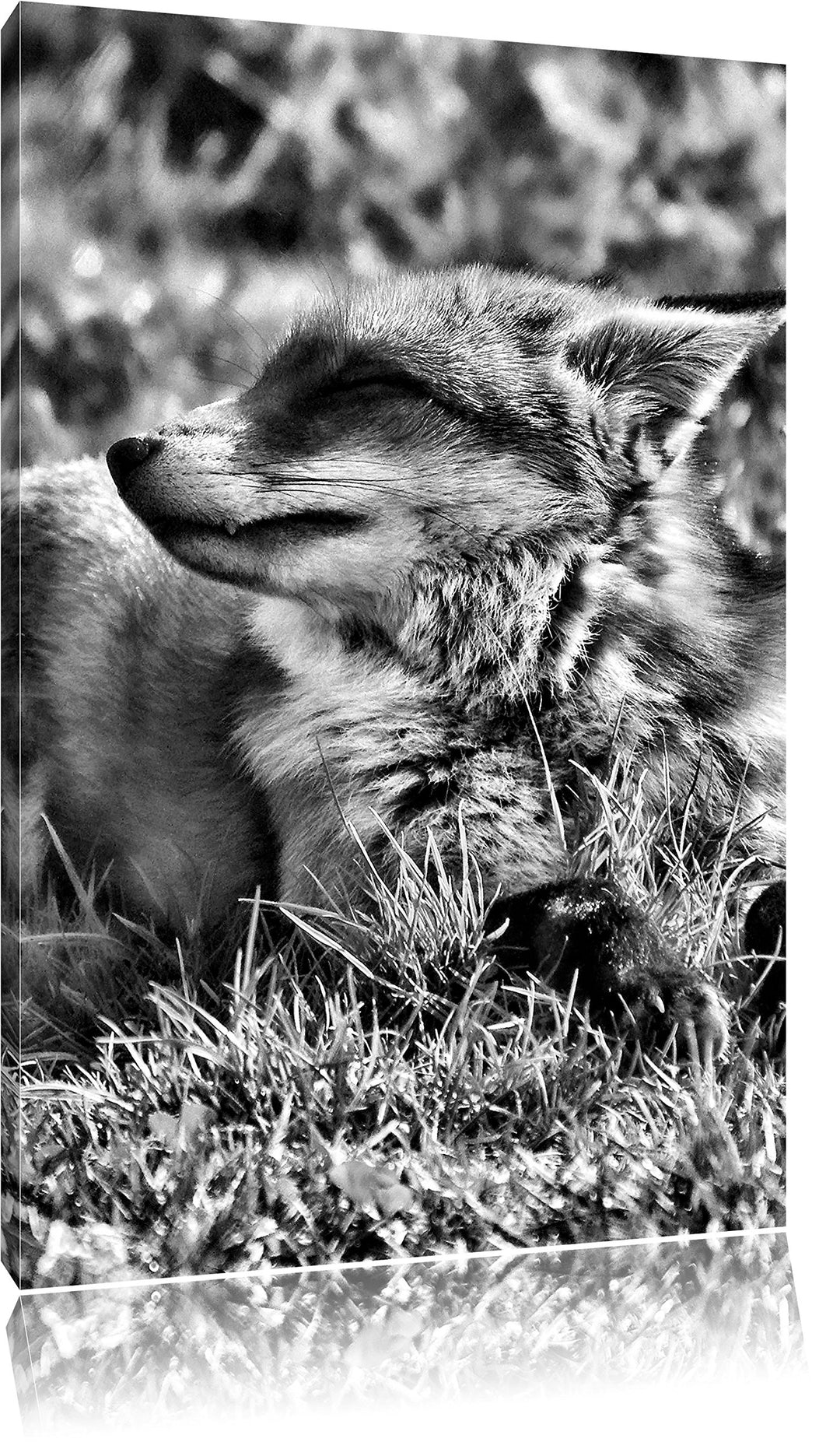 Monocrome, Fuchs im Gras, Format: 100x70 auf Leinwand, XXL riesige Bilder fertig gerahmt mit Keilrah