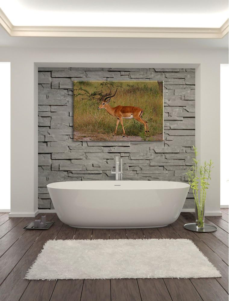 Dorkasgazelle in der Savanne Leinwand, XXL riesige Bilder fertig gerahmt mit Keilrahmen, Kunstdruck