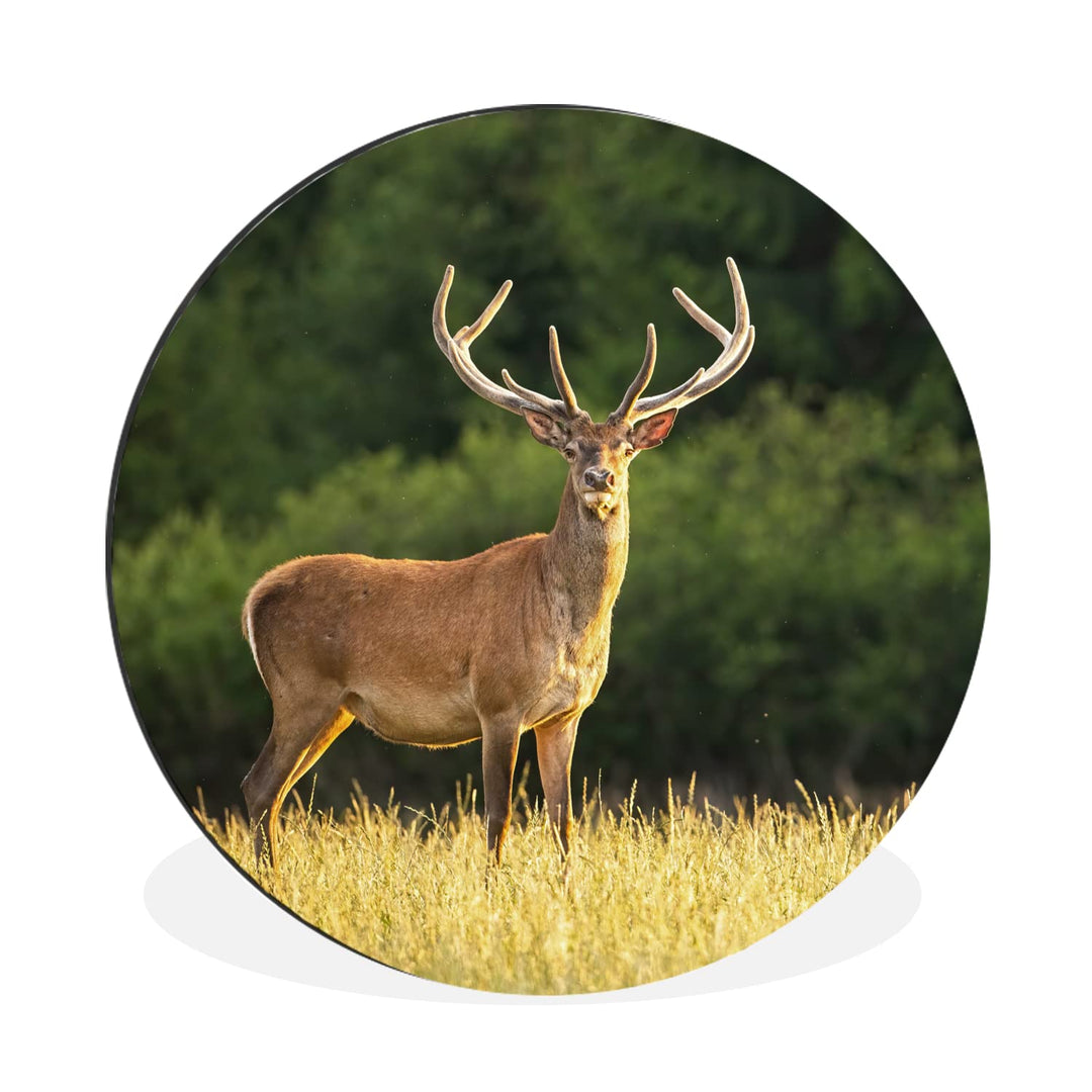 MuchoWow Wandbild Rund Wanddeko Deko Wohnzimmer Bilder 30x30 cm Hirsch - Geweih - Gras - Natur - Tie