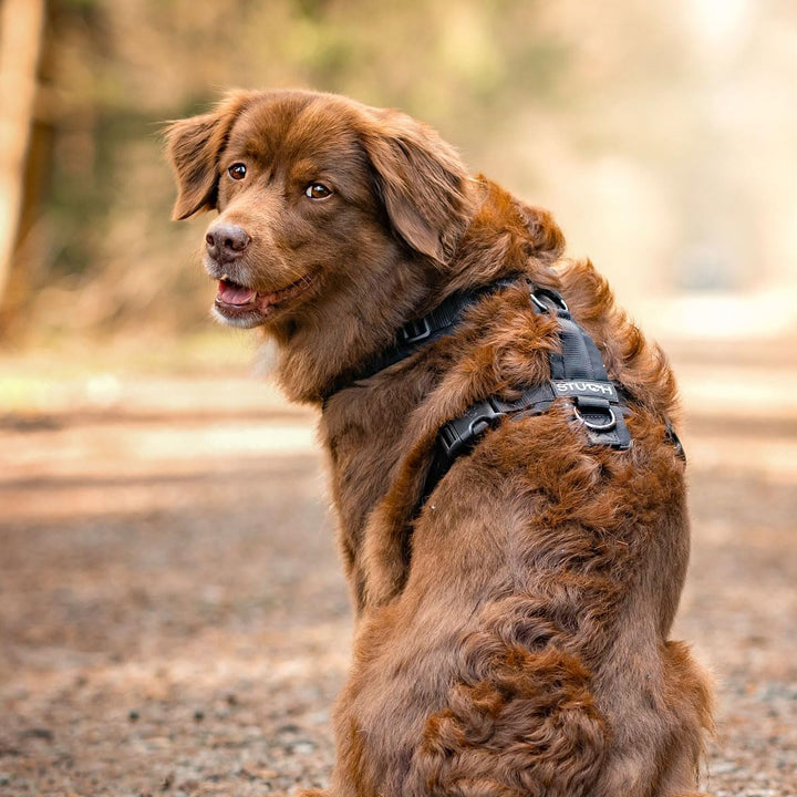 STUCH Hundegeschirr - verstellbares Nylon Geschirr - gepolstert - Für kleine, mittlere und grosse Hu