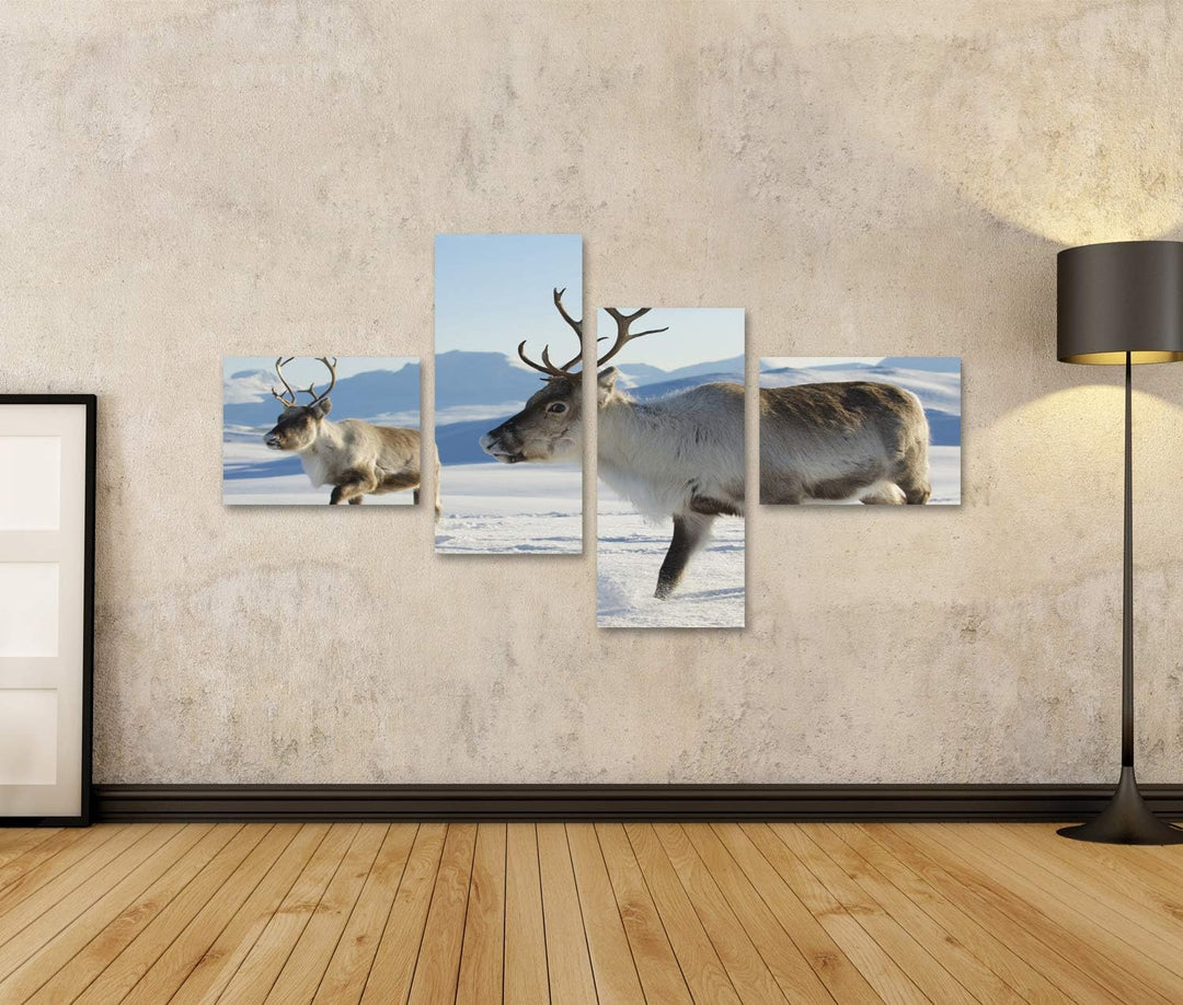 islandburner Bild auf Leinwand Rentiere Natürliche Umgebung Tromso Region Nordnorwegen Bilder Wandbi