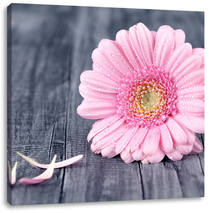 Pixxprint Pinke Gerbera auf rustikalem Boden, Format: 70x70 auf Leinwand, 70x70