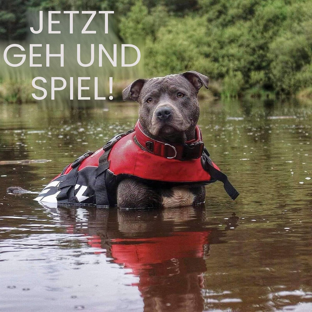 EzyDog Schwimmweste Hund - DFD Hundeschwimmweste - Schwimmwesten für für Kleine, Mittelgrosse und Gr