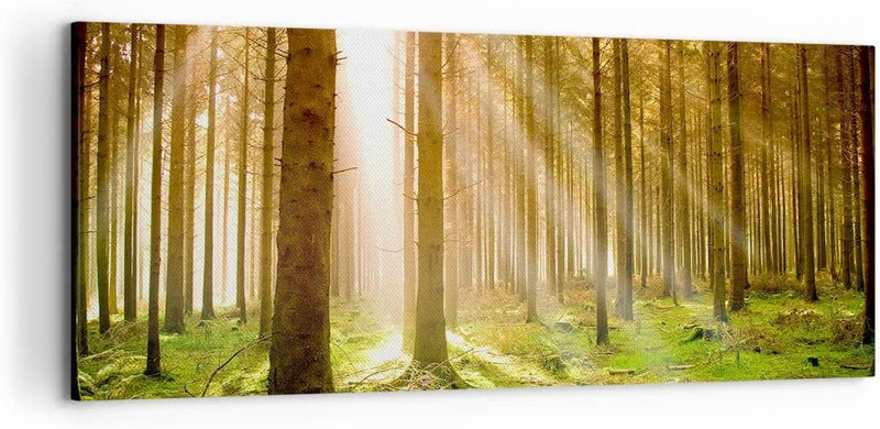 Wandbilder Dekoration Wohnzimmer Bäume Sonne Natur Panorama Bilder auf Leinwand 120x50cm Leinwandbil