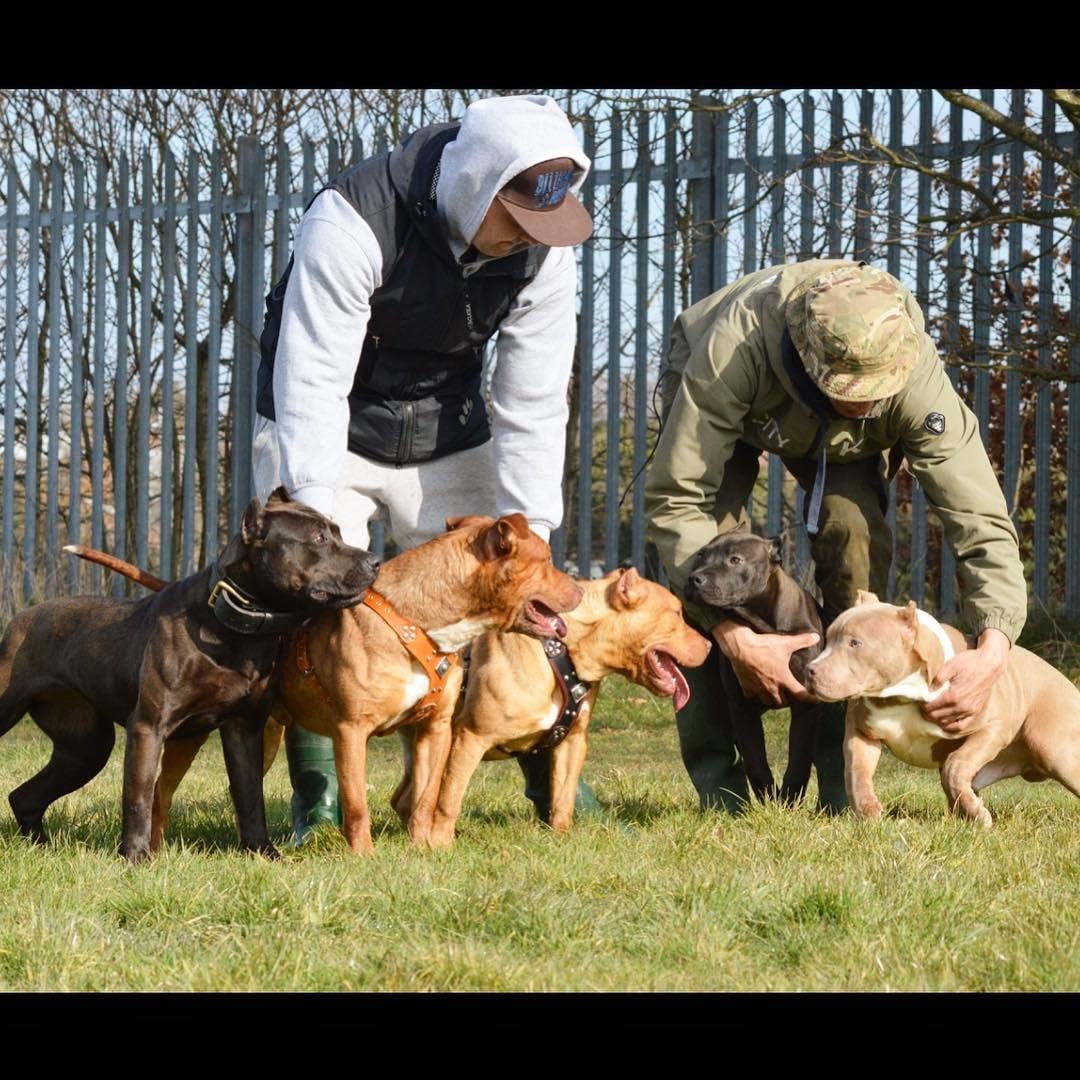 Bestia |EROS| Leder Brustgeschirr für grosse Hunde. Bis 145 cm Brustumfang. 100% Leder. Handgefertig