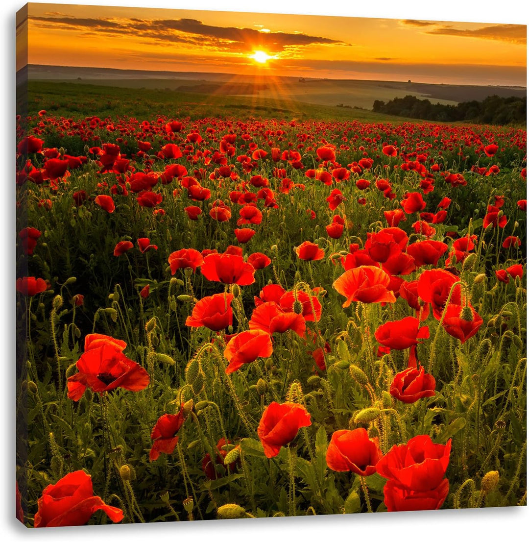 Pixxprint Mohnwiese im Sonnenuntergang als Leinwandbild/Grösse: 70x70 cm/Wandbild/Kunstdruck/fertig