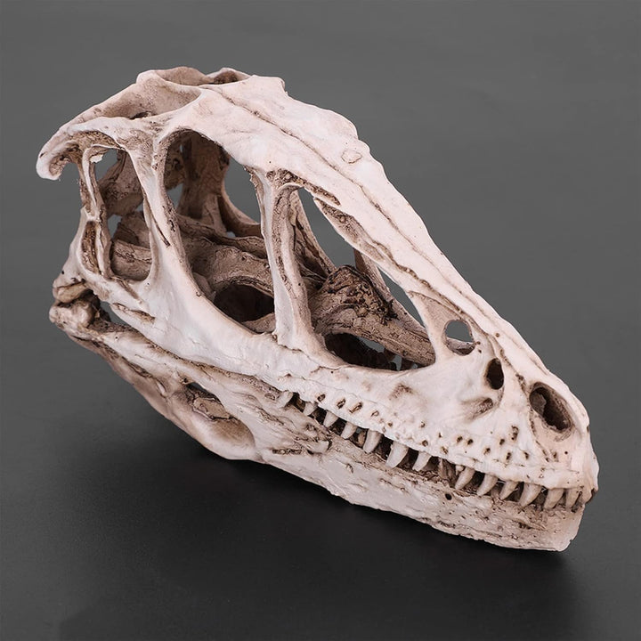 BRRNOO Dinosaurier-Knochen, Dinosaurier-Fossilien, Dinosaurier-Skelette, Modell, Simuliertes Tierske