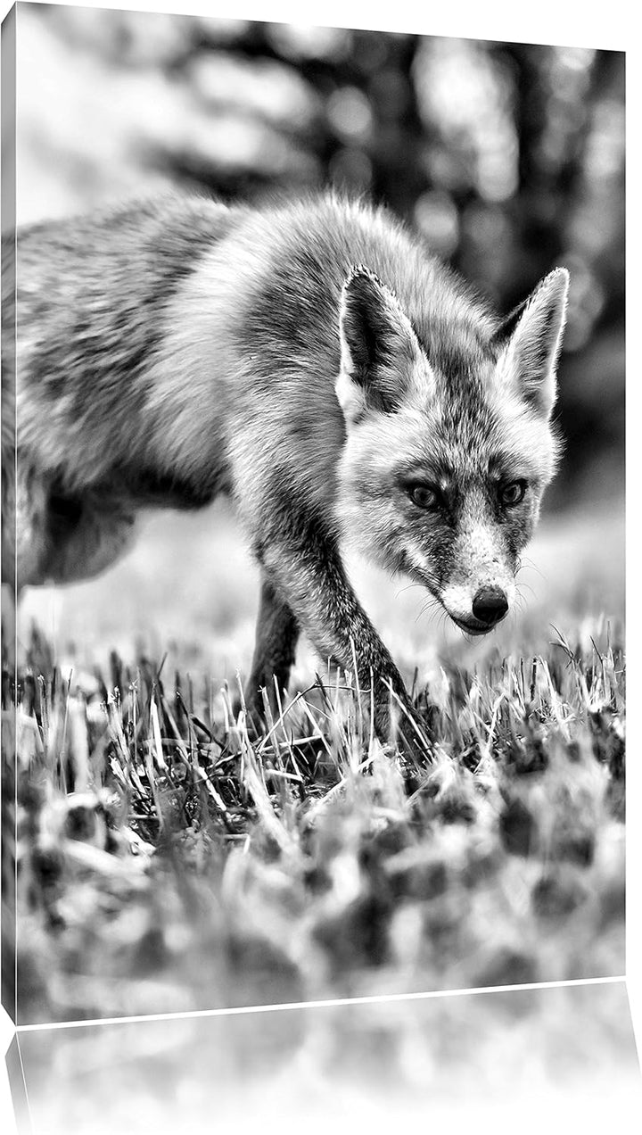 Monocrome, Schöner Fuchs , Format: 100x70 auf Leinwand, XXL riesige Bilder fertig gerahmt mit Keilra