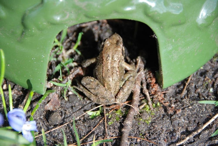Esschert Design Krötenhaus aus glasiertem Ton mit Toad House Aufschrift, ca. 20 cm x 19 cm x 9,9 cm